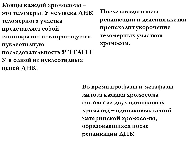 Концы каждой хромосомы – это теломеры. У человека ДНК теломерного участка  представляет собой